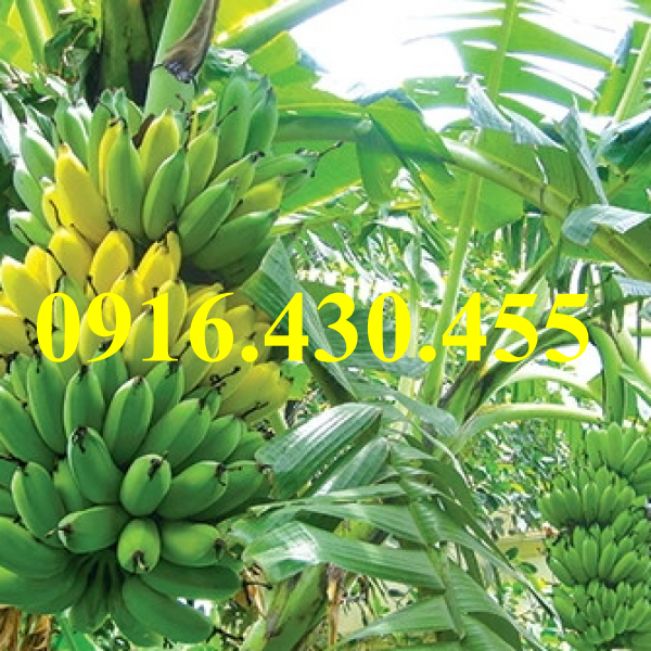 Cây giống chuối tây thái